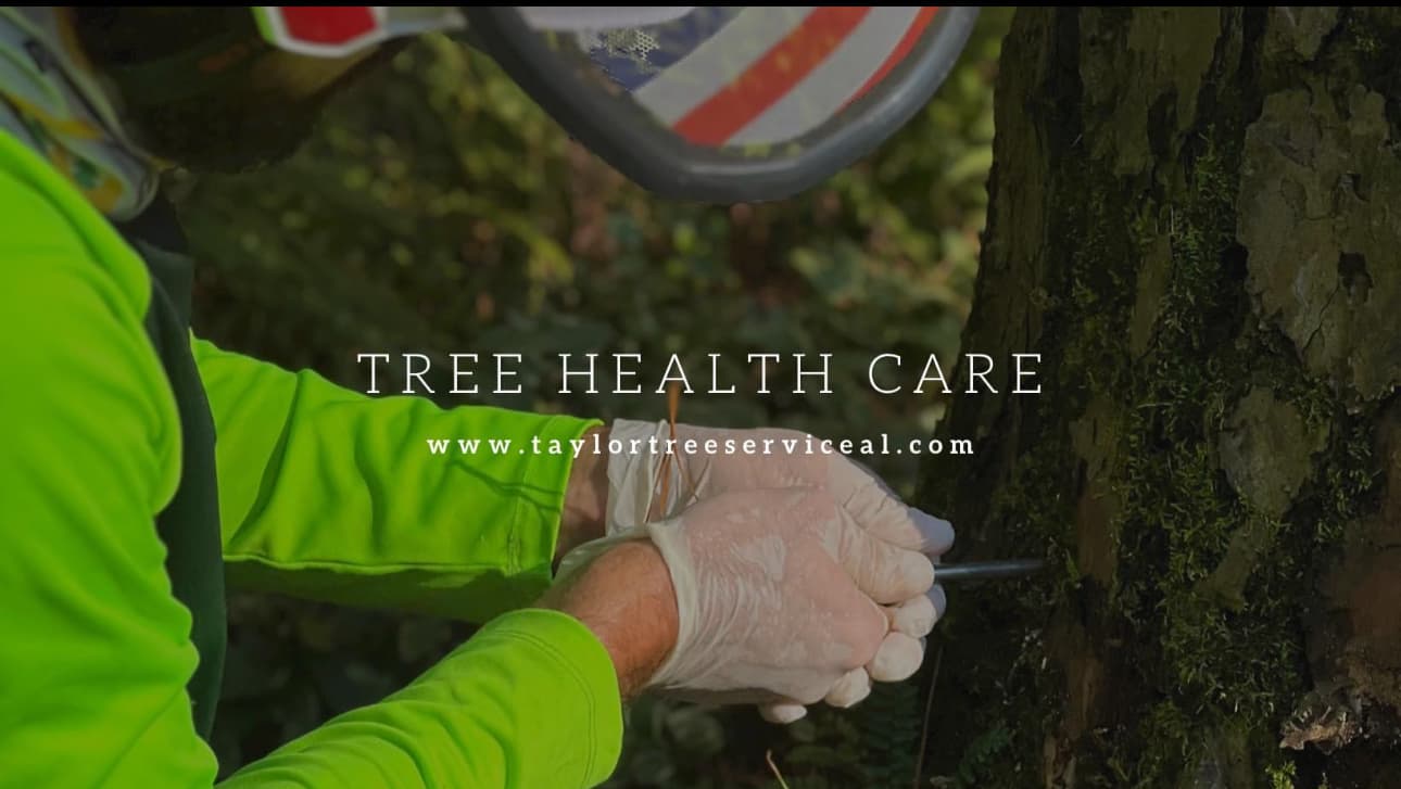 Taylor Tree Services, LLC