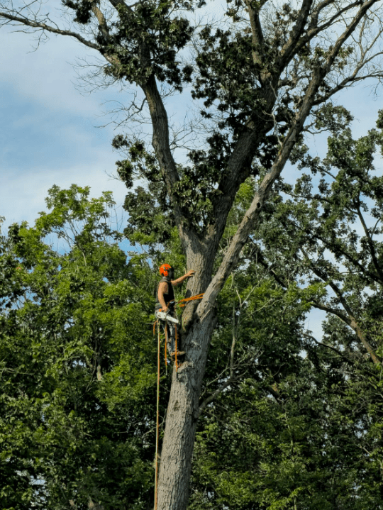 Victory Tree Service, LLC