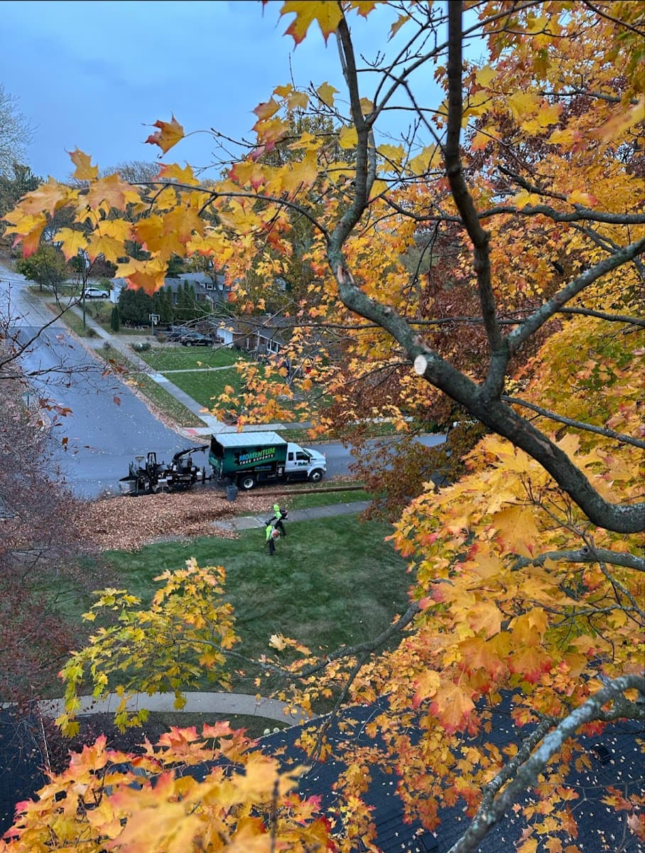 Momentum Tree Experts