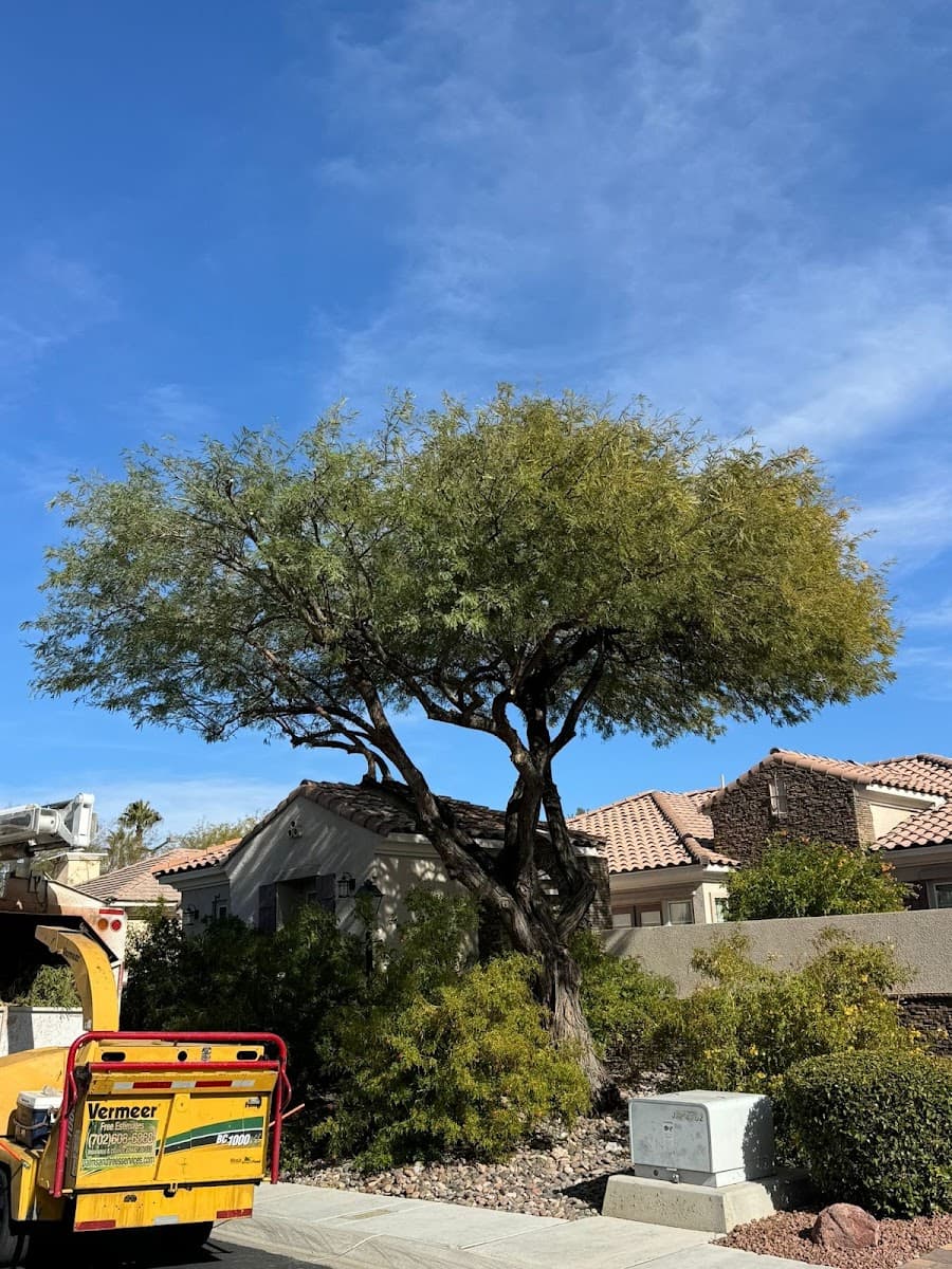 Palms & Trees Services