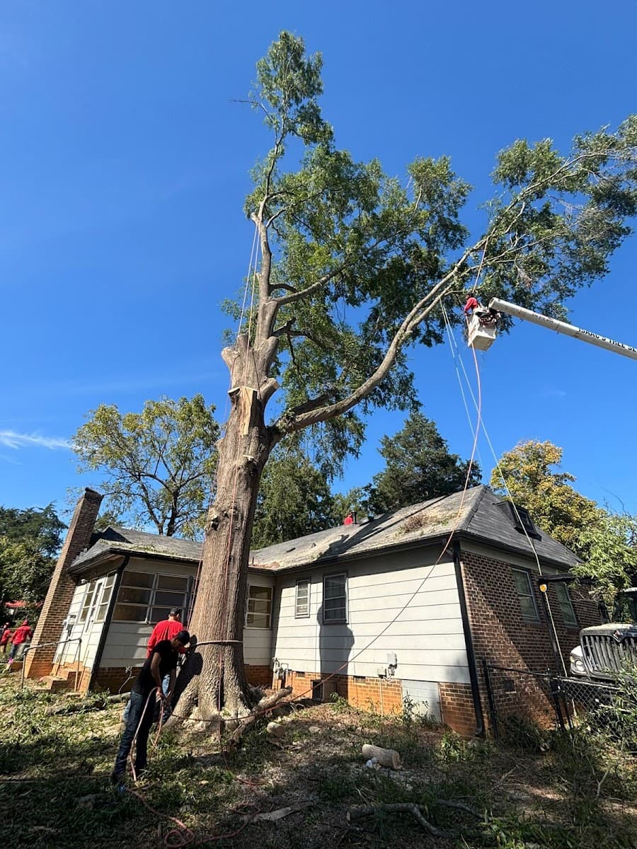 Isaac's Tree Service & More
