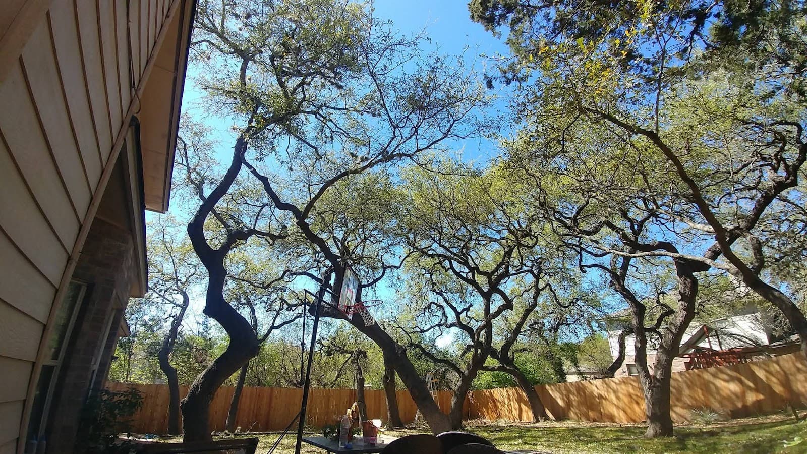 Top Notch Arbor Care