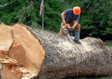 Bigby's Tree Service