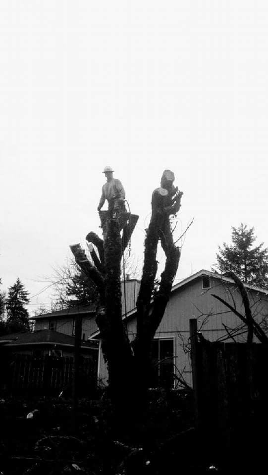 ROCK SOLID TREE & LANDSCAPE SERVICES