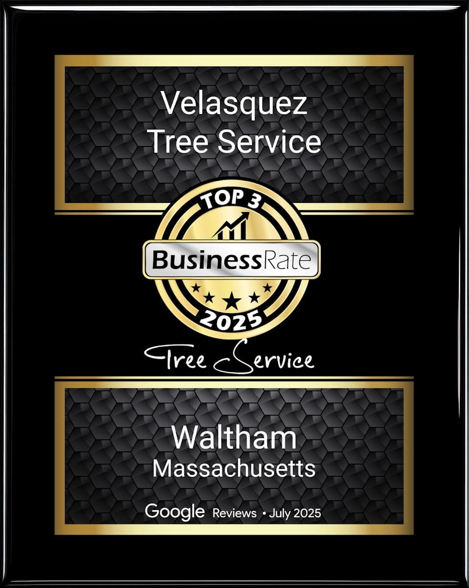 Velasquez Tree Service