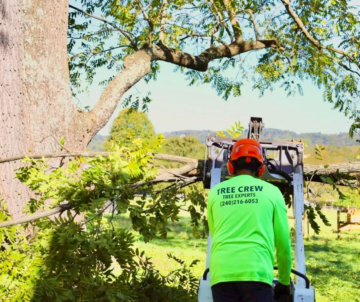 Tree Crew - Tree Experts