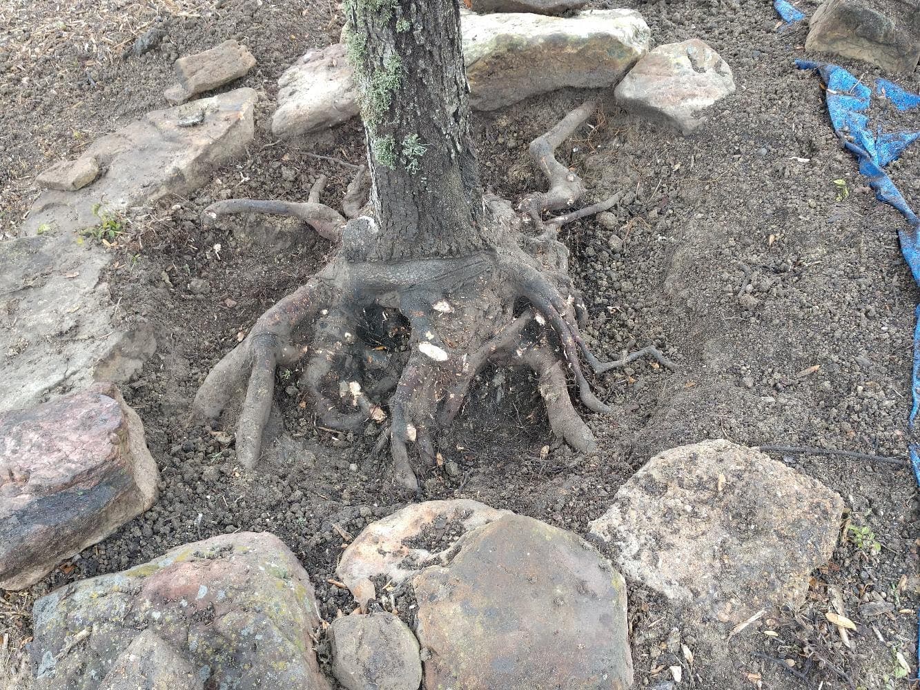 Arbor Pro Tree Care and Consulting Arborist