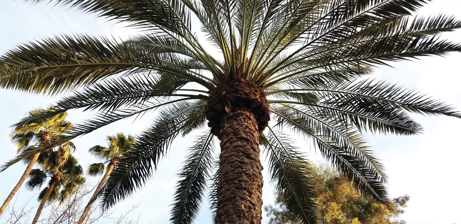 SavATree - Tree Service