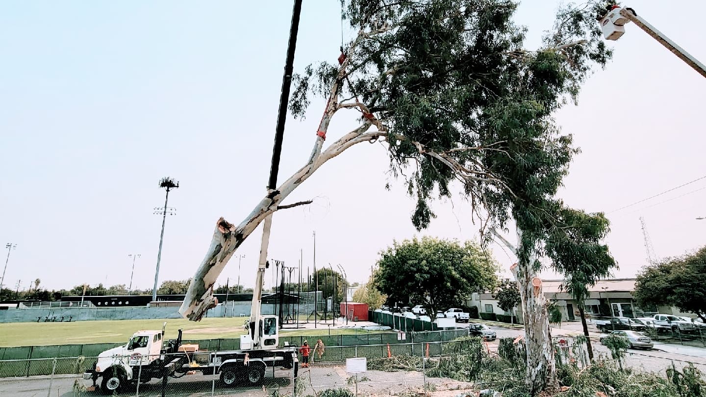 Cut Rite Tree Service Fresno
