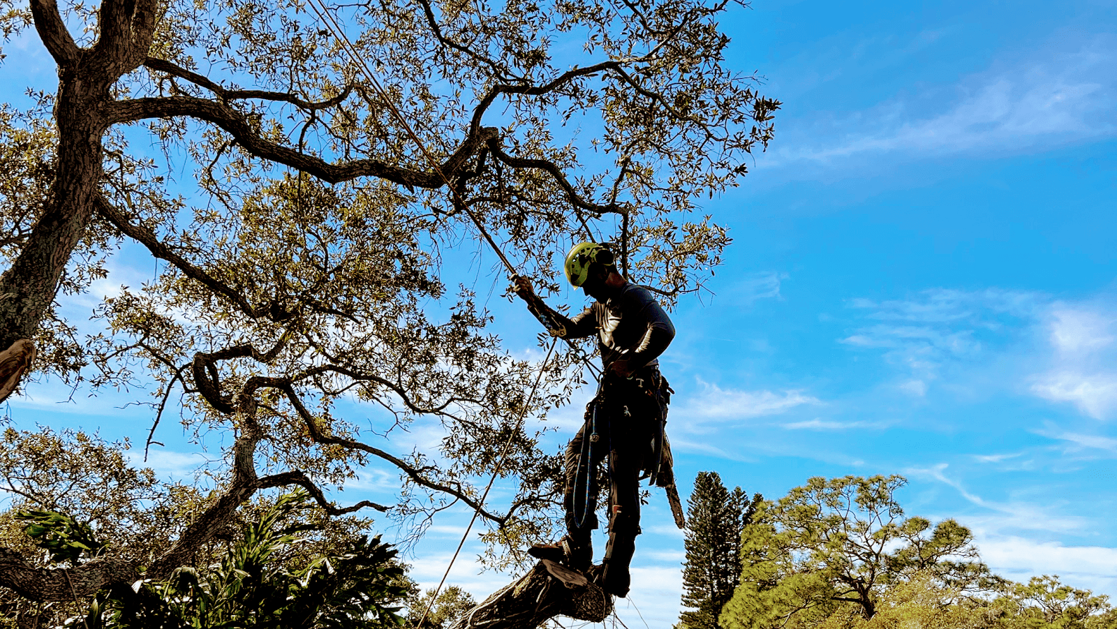 Morgan Tree & Land Service, LLC