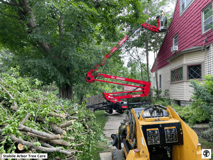 Stabile Arbor Tree Care