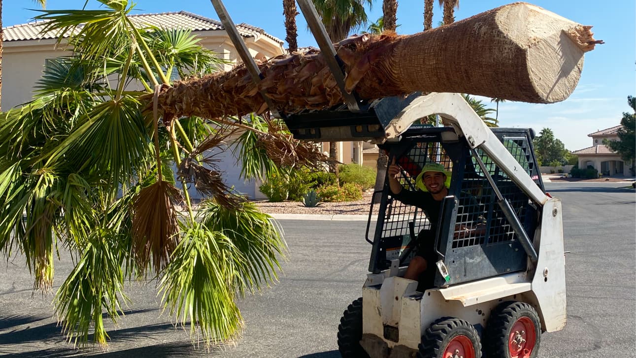 A Cut Above Tree Service