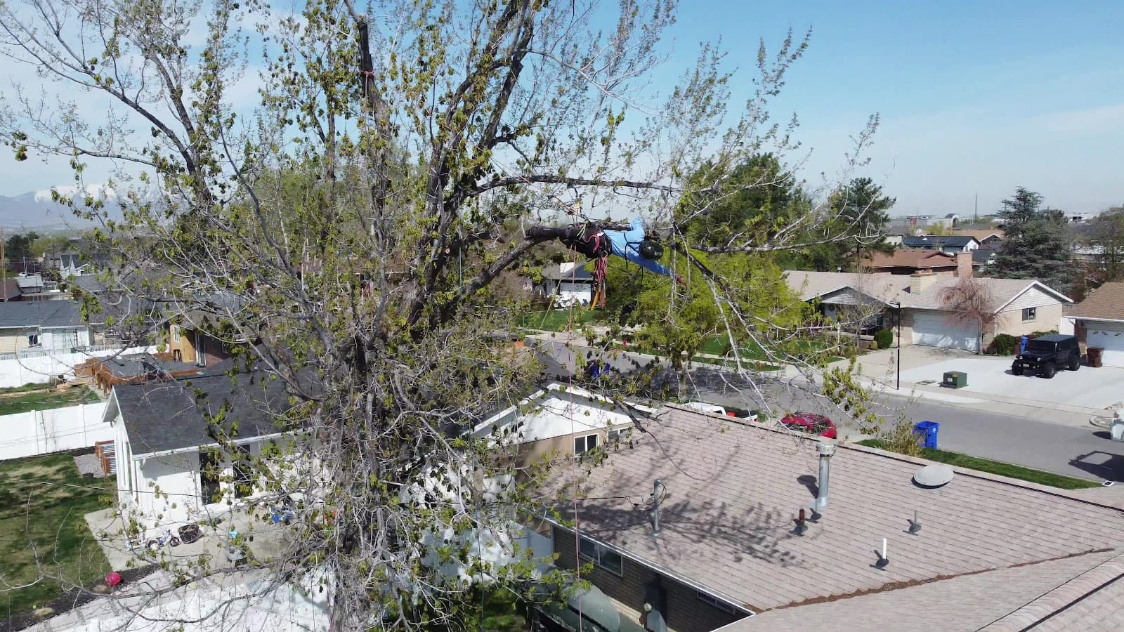 Shining Trees Tree Service