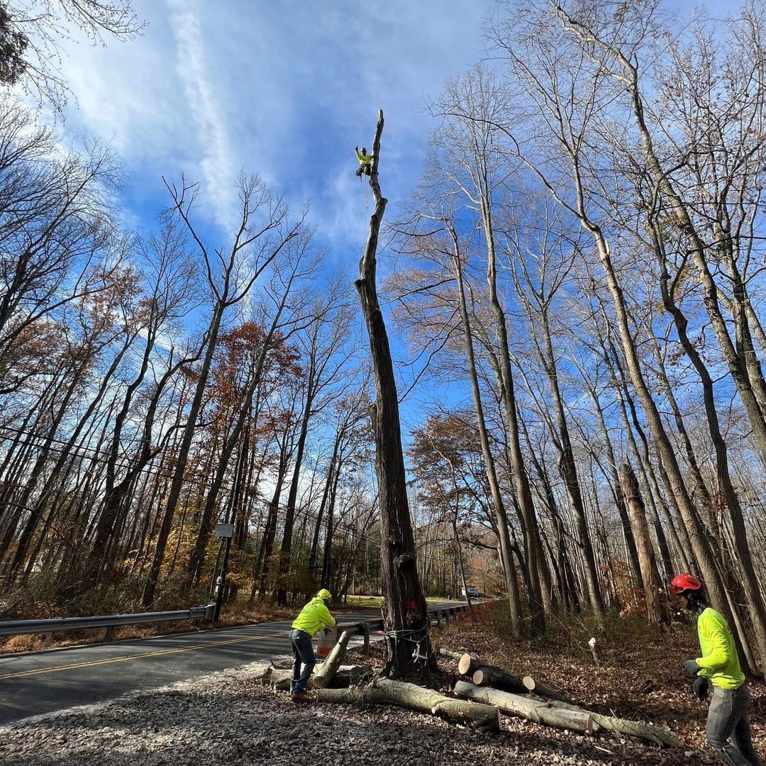 Horizon Tree Removal Lexington