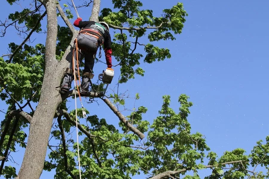 Tarzann Tree Service Inc.