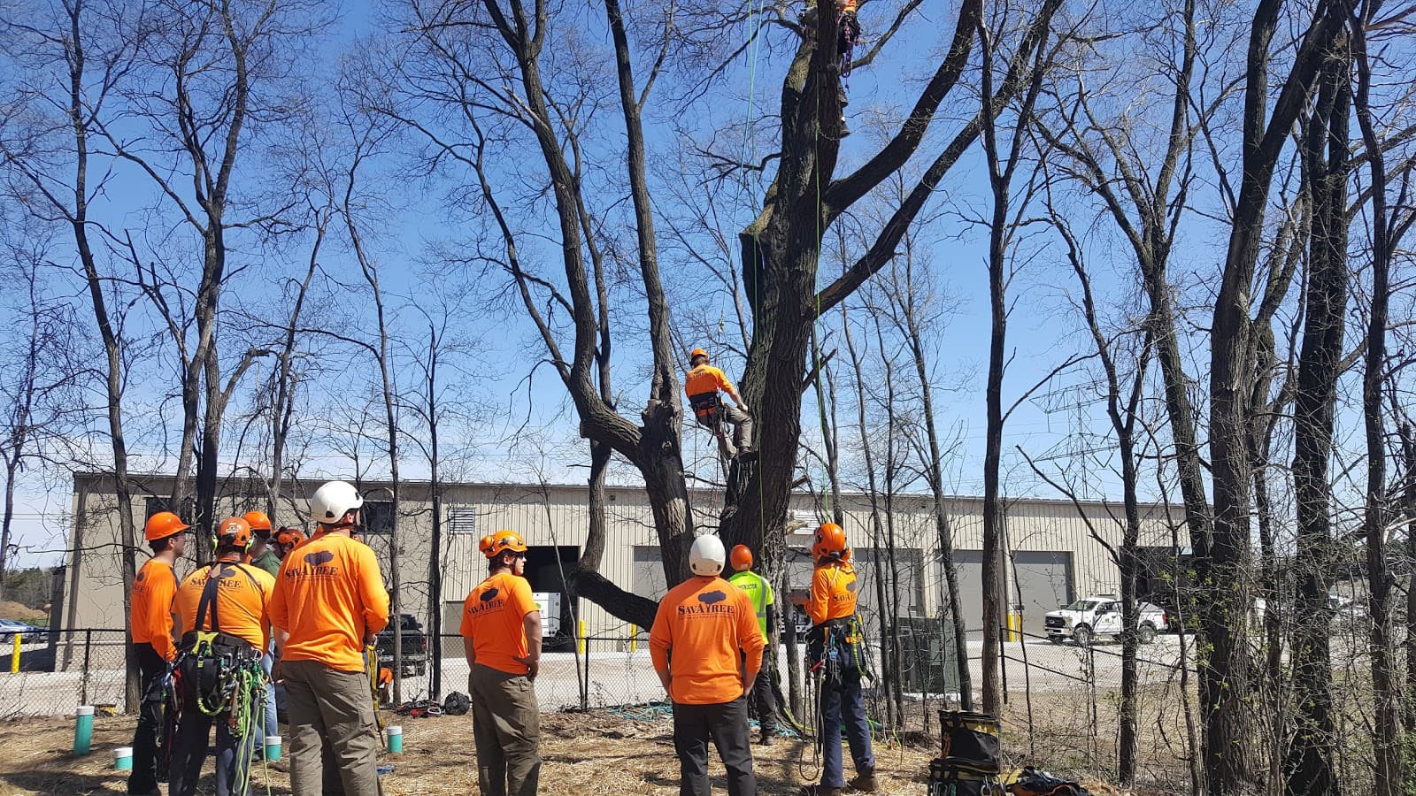 SavATree - Tree Service & Lawn Care