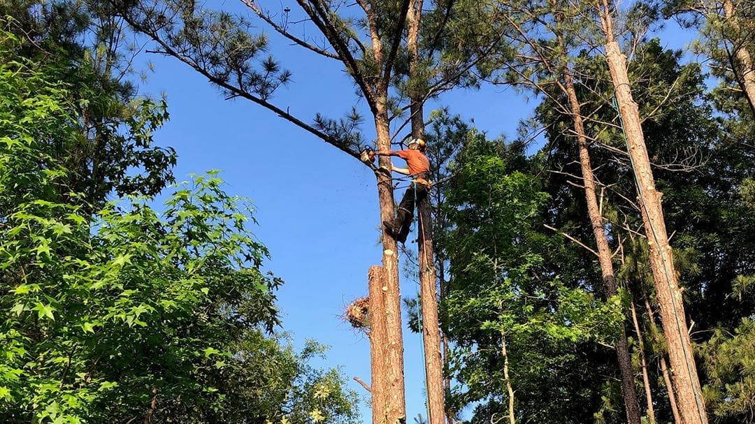 Total Tree Solutions