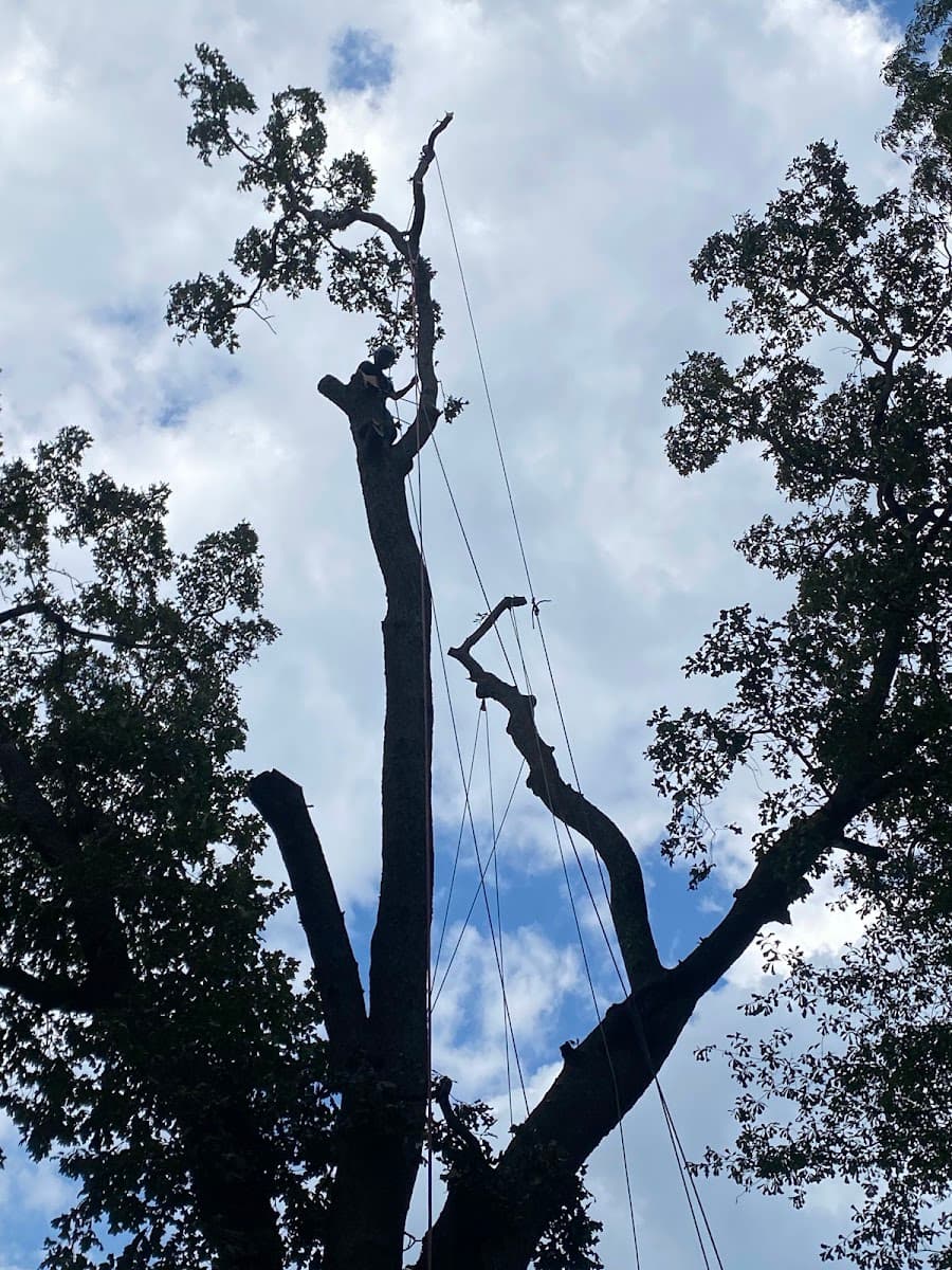 Dad's Tree Care Inc.