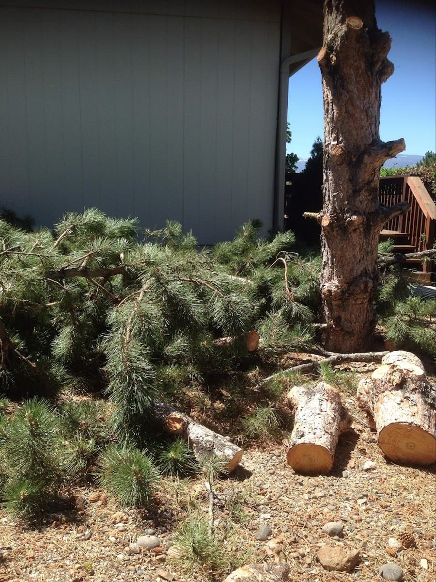 Expert Tree and Yard Service