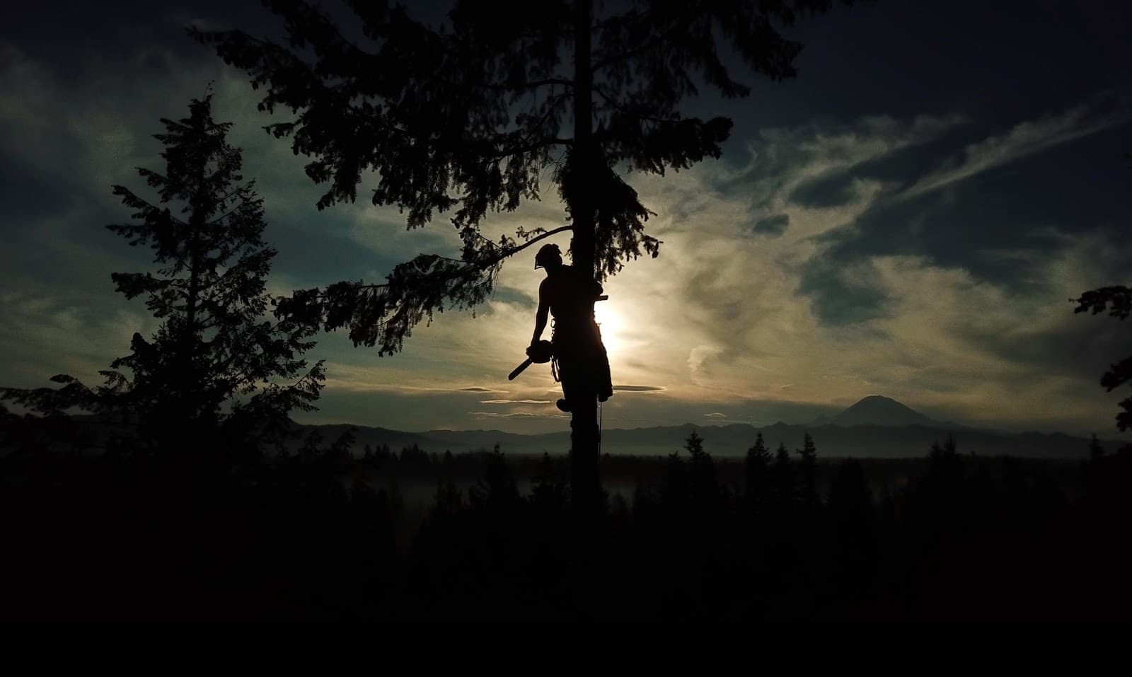 Sky High Tree Removal