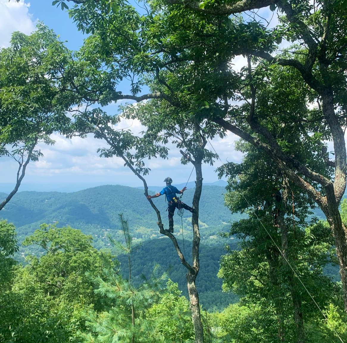 Linville Tree Service