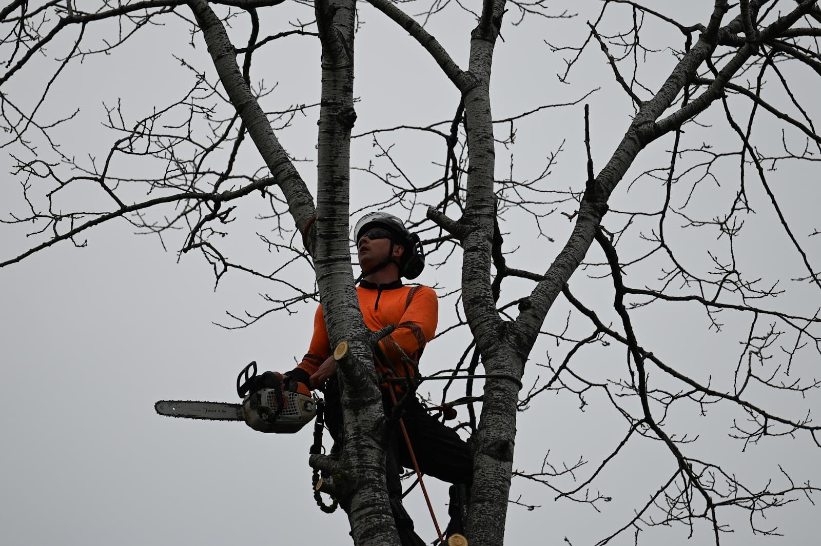 Lubrano Tree Care