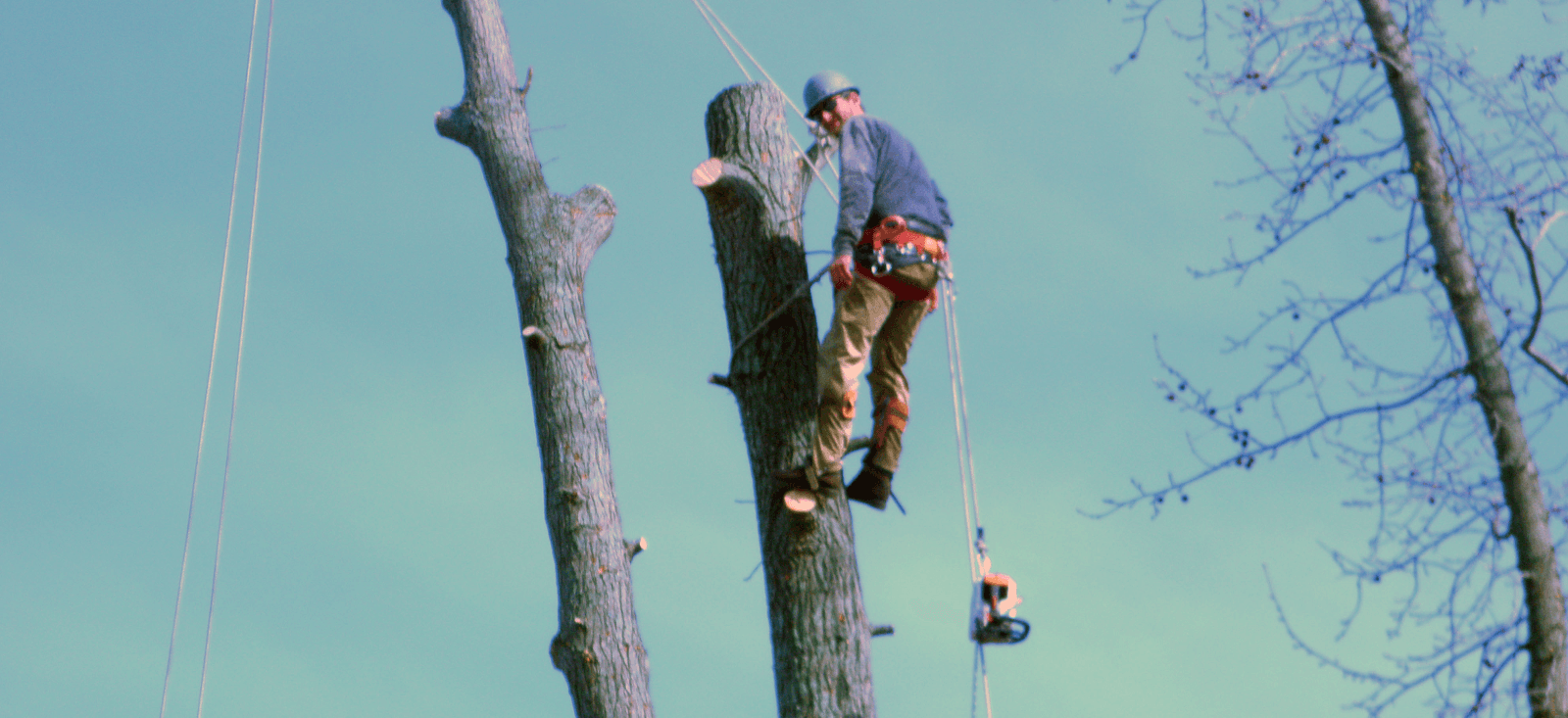 The Whole 9 Tree Service