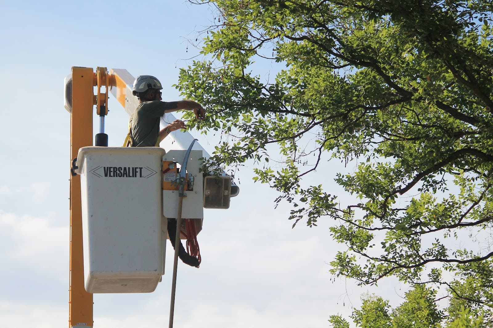 Arborlogical - SavATree