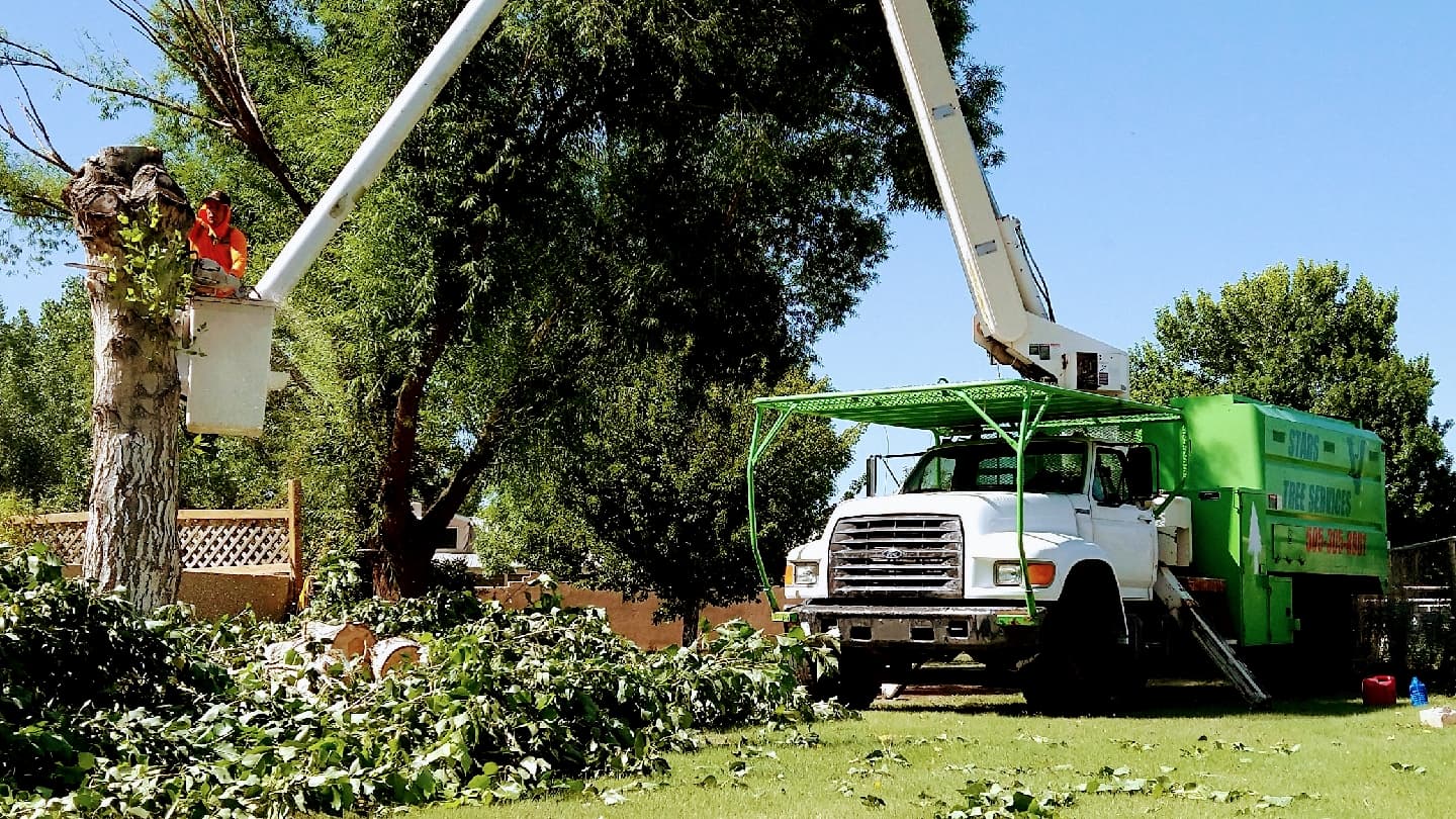 VJ Stars Tree Services