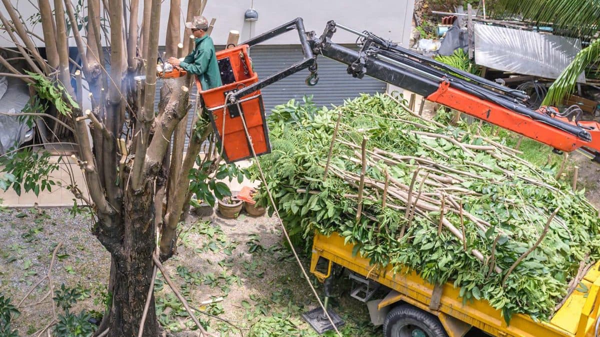 Big Easy Tree Removal: New Orleans Tree Service & Stump Grinding Company