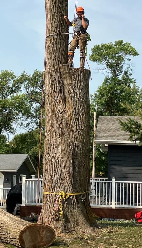 Crosscut Tree Services