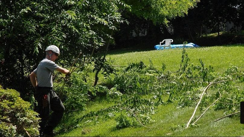 Danny DP Corp Tree Service
