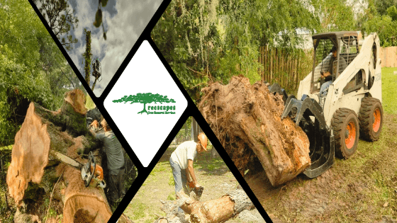 Treescapes Tree Removal Service