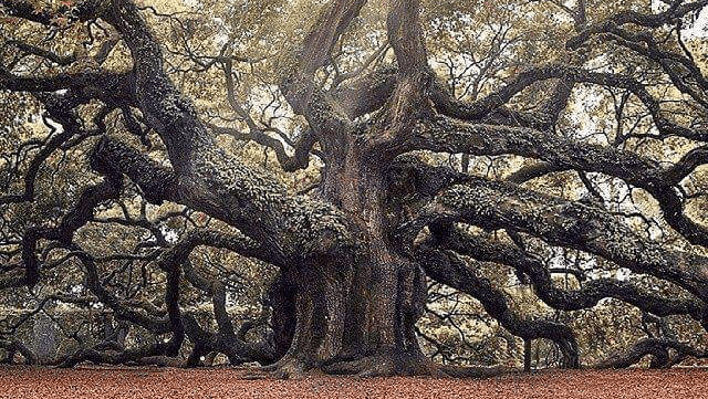 Eugene M Brennan Tree Service LLC