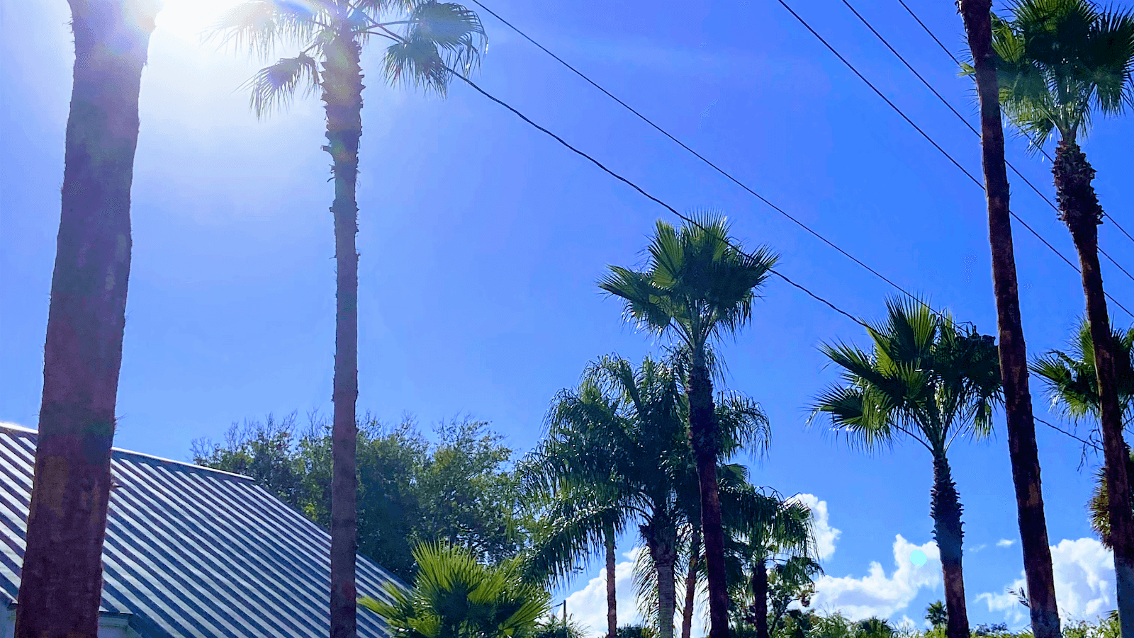 Jax Local Tree Care and Service LLC