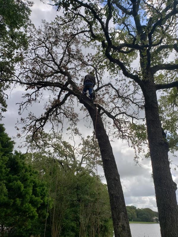 VIP Enterprises Tree & Fence Experts