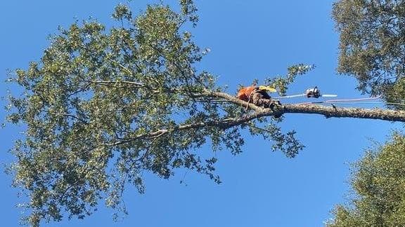 Jose's Tree Service Inc