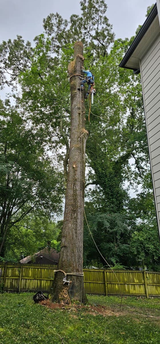 Little Bear Tree Service