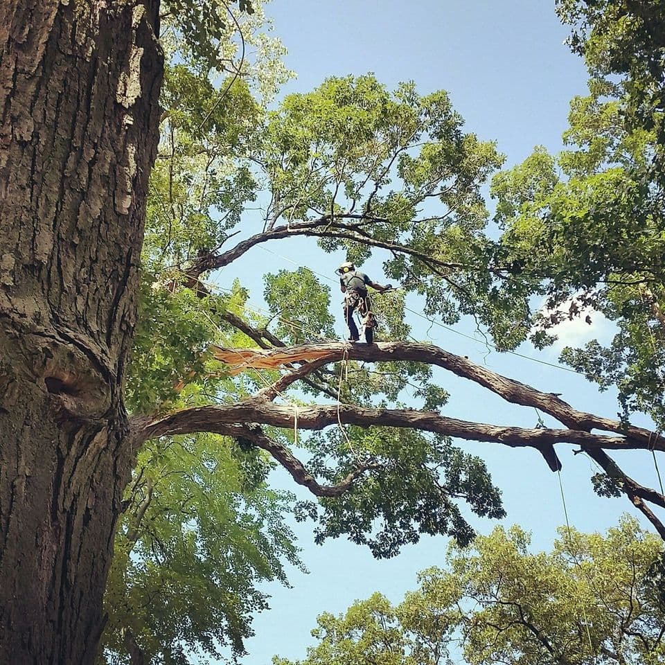 Guardian Tree Experts LLC