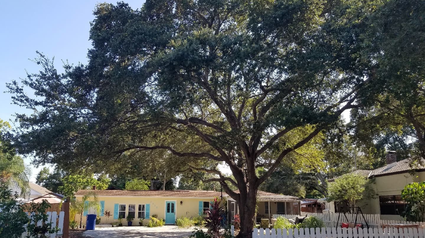 Canopy Tree Care, LLC