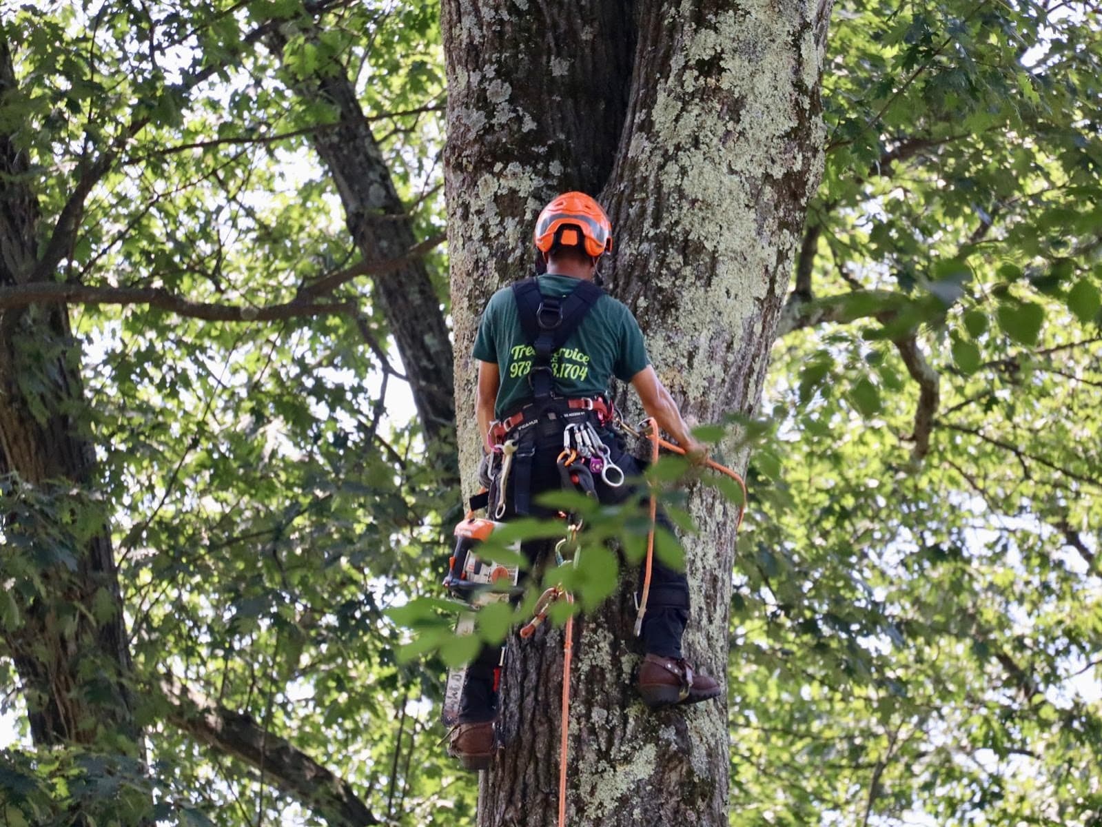 Junior Tree Service LLC