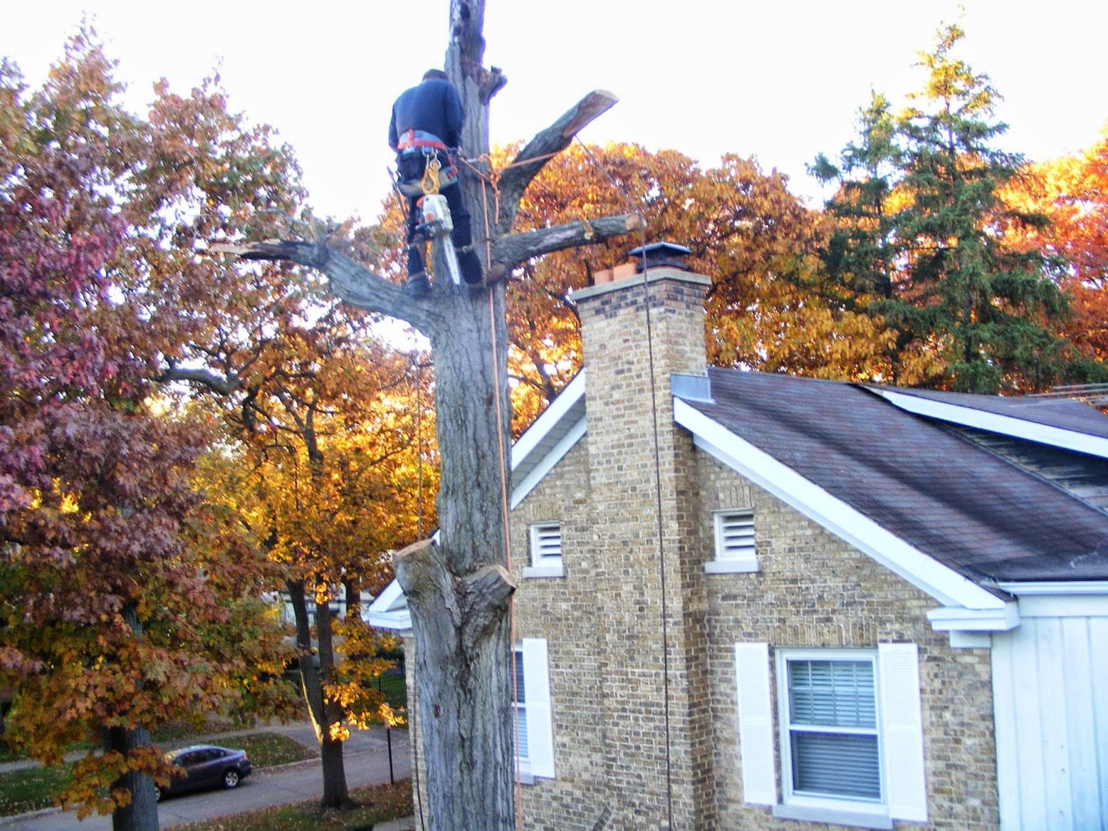 AAA Tree Surgeon Inc