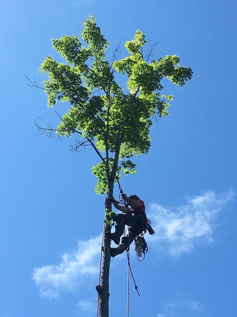 Knotty Arborists LLC