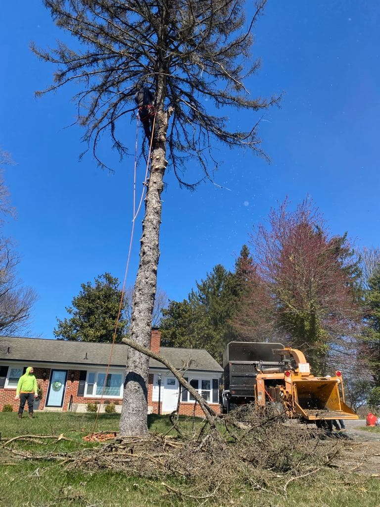 Z&M Tree Service