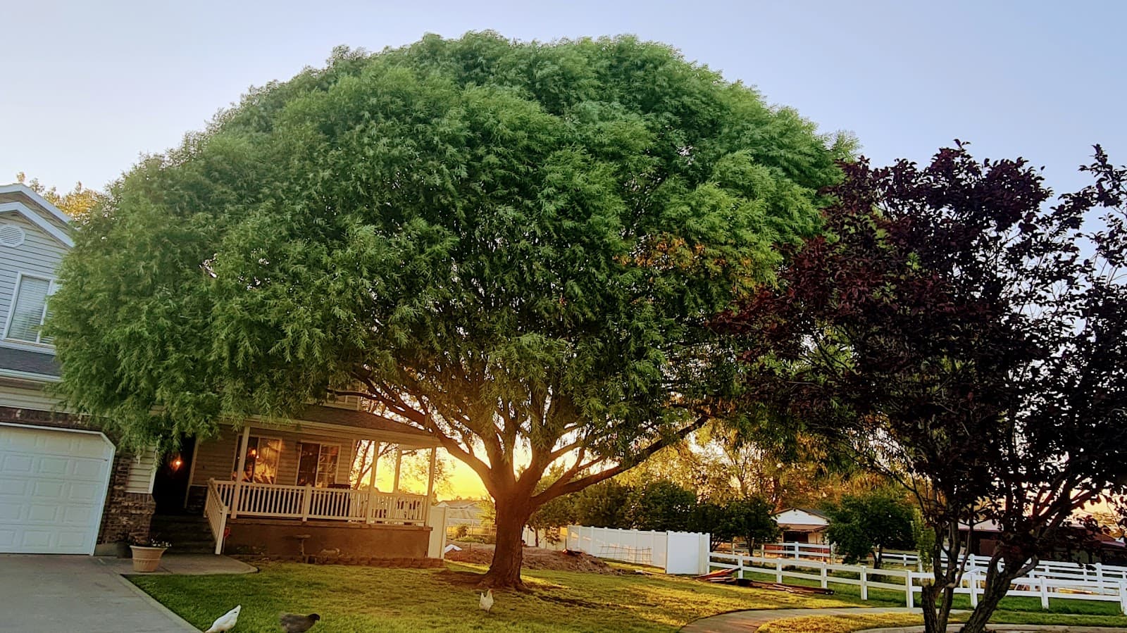 Family Tree Services LLC