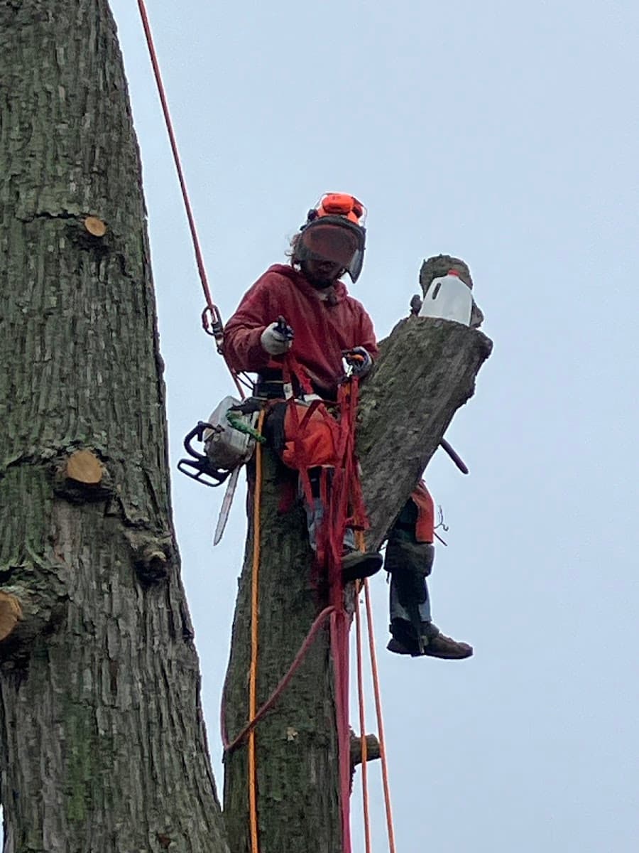 Tree Service & Landscaping - R.C.I.