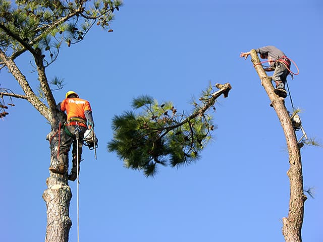 A & B Tree Service