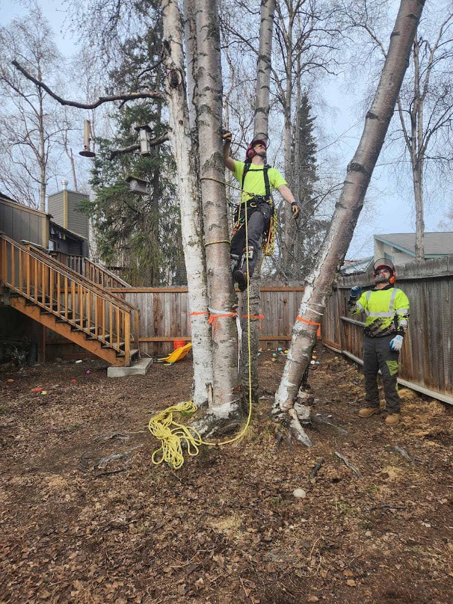 Polar Tree and Engine Care
