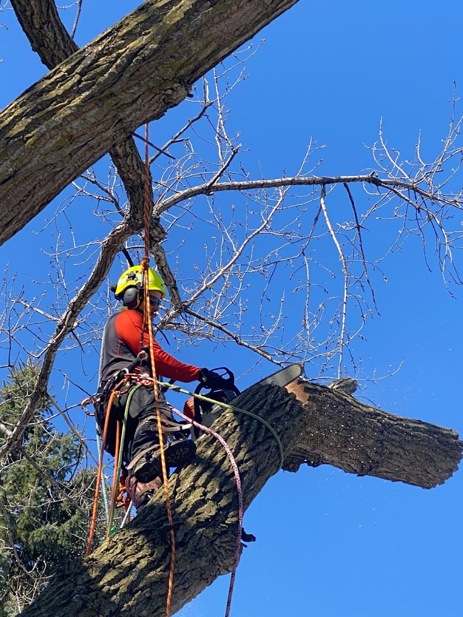 Trapp Tree Service