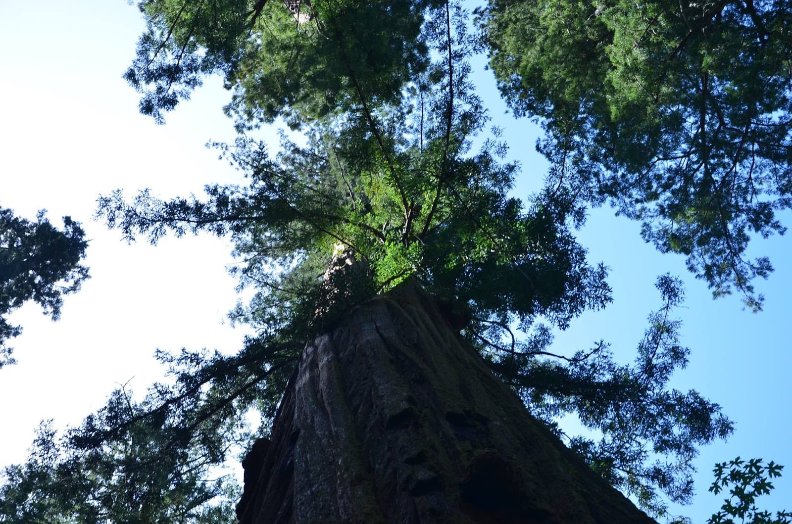 New Sky Tree Service